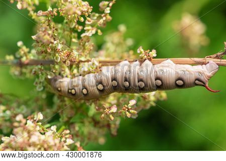 Bedstraw Hawk-moth (hyles Gallii) Caterpillar Hanging On Twig In Green Background. Selective Focus A