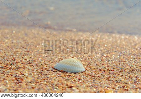 White Seashell By The Sea. Anadara Inaequivalvis On Sand. Mental Rest And Relaxation. Travel Concept