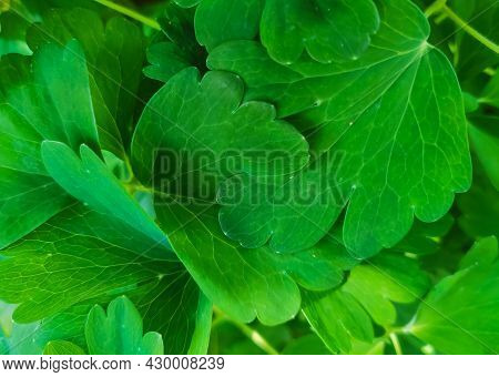 Background Of Green Parsley Leaves Close Up.