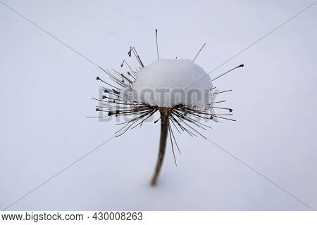 Dry Inflorescence Of A Decorative Onion Under A Snow Cap On A Background Of White Snow.