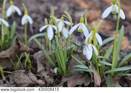 Snowdrop Spring Flowers. White Flowers On Bright Green Stems Against The Background Of Old Foliage.