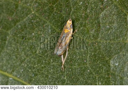 Small Typical Leafhopper Of The Tribe Scaphytopiini