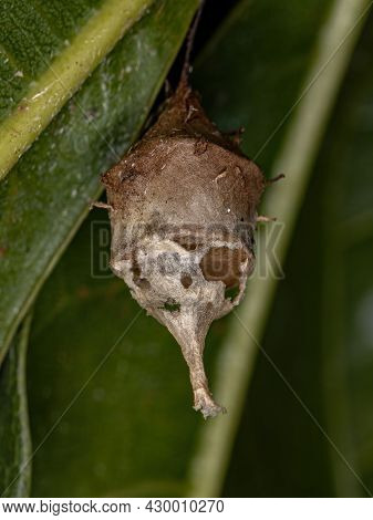 Longspinneret Spider Egg Case Of The  Family Hersiliidae