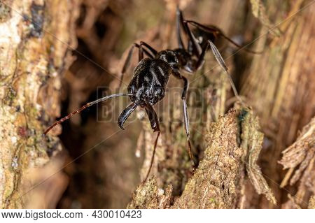 Adult Trap-jaw Ant