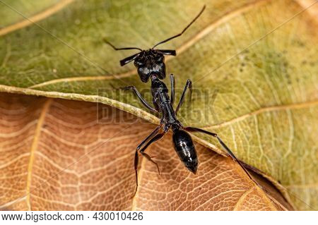 Adult Trap-jaw Ant