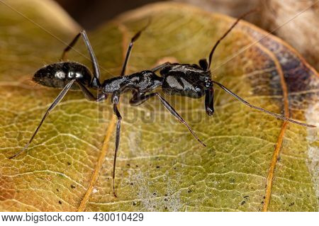 Adult Trap-jaw Ant
