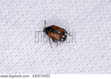 Adult Large-horned Bruchid Beetle Of The Genus Megacerus