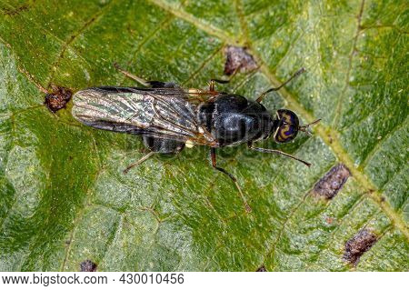 Adult Soldier Fly Of The Species Artemita Amenides