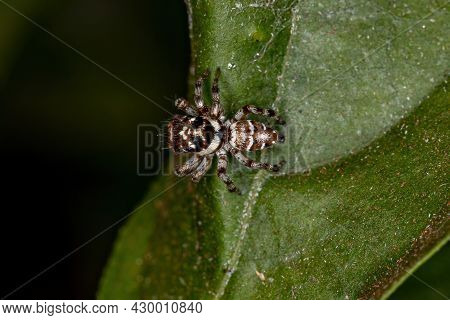 Small Jumping Spider Of The Species Philira Micans