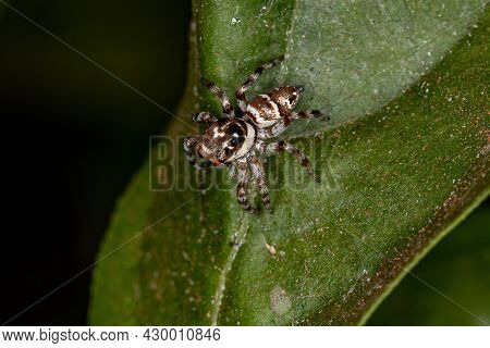 Small Jumping Spider Of The Species Philira Micans