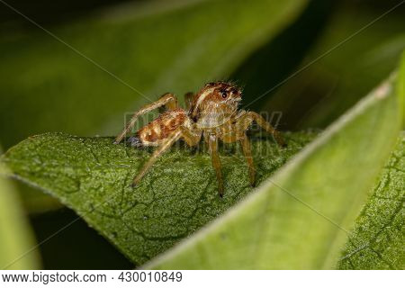 Small Jumping Spider Of The Genus Frigga