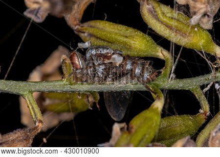 Dead Adult Bristle Fly Of The Family Tachinidae