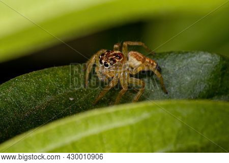 Small Jumping Spider Of The Genus Frigga