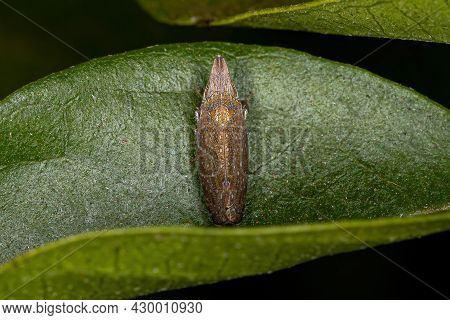 Small Typical Leafhopper Of The Tribe Scaphytopiini