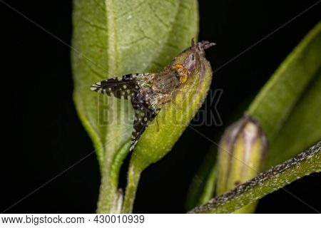 Adult Fruit Fly Of The Family Tephritidae