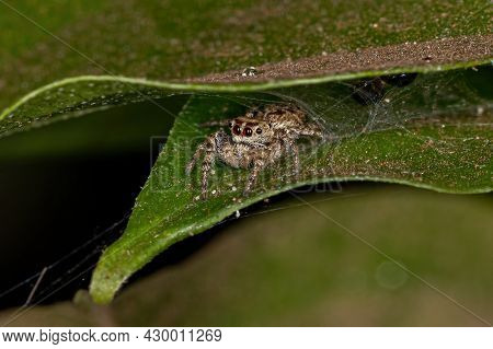 Male Jumping Spider Of The Subtribe Dendryphantina