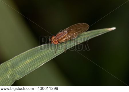 Adult Lauxaniid Fly Of The Family Lauxaniidae