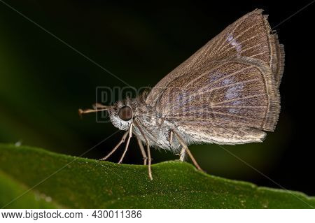 Adult Inca Skipper Of The Species Vehilius Inca