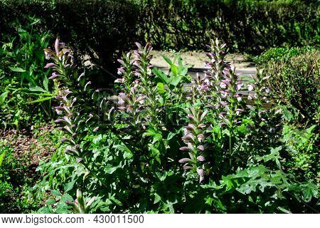 Many Small White Flowers Of Acanthus Mollis Plant, Commonly Known As Bear's Breeches, Sea Dock, Bear