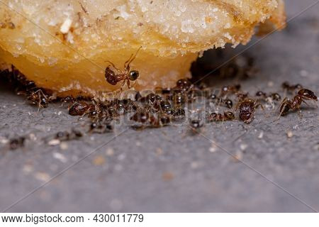 Adult Big-headed Ants