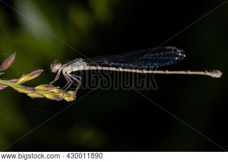 Adult Narrow-winged Damselfly