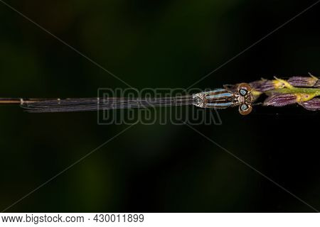 Adult Narrow-winged Damselfly