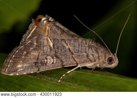 Adult Underwing Moth Of The Tribe Eulepidotini