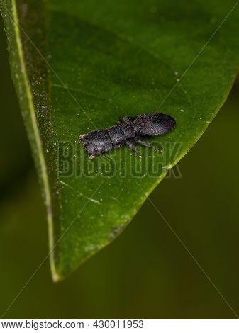 Small Adult Black Turtle Ant
