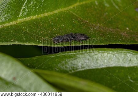 Small Adult Black Turtle Ant