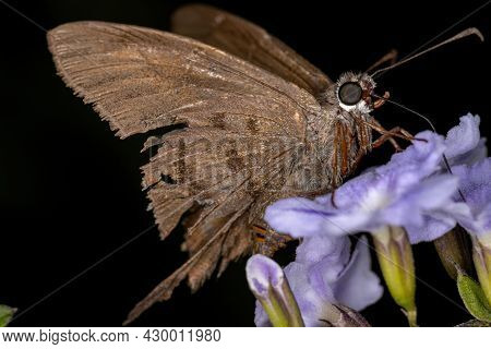 Adult Skipper Butterfly