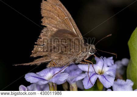 Adult Skipper Butterfly
