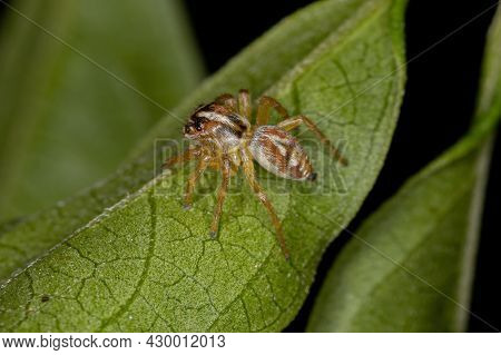 Small Jumping Spider Of The Genus Frigga