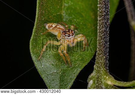 Small Jumping Spider Of The Genus Frigga