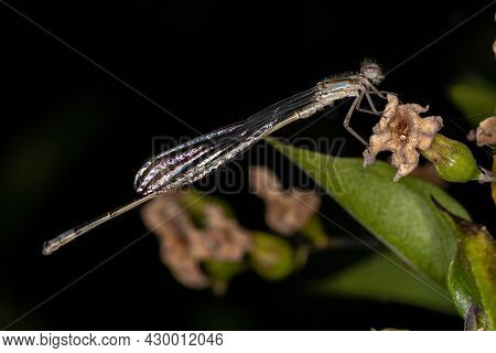 Adult Narrow-winged Damselfly Of The Family Coenagrionidae