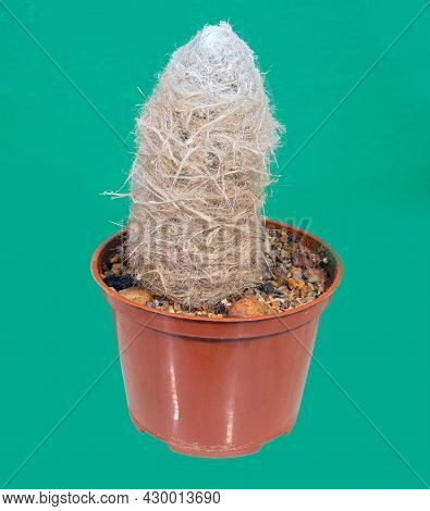 The Cactus Espostoa Melanostele (latin Name) Grows In A Flowerpot In A Home Collection. Photographed