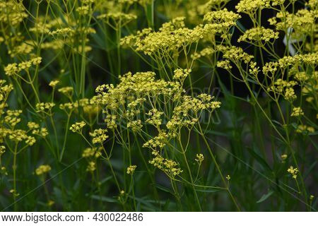 Golden Lace (patrinia Scabiosifolia) Flowers. Caprifoliaceae Perennial Grass.