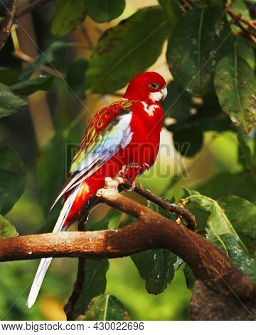 Eastern Rosella Parrot Or Parakeetis A Rosella Native To Southeast Of The Australian Continent And T
