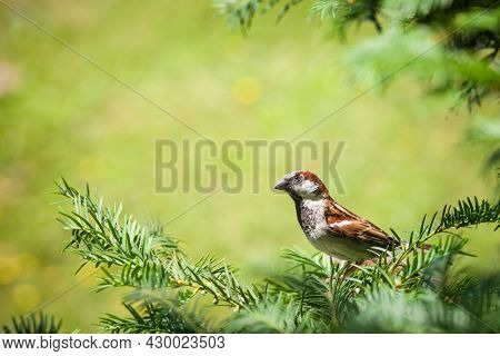 Close Up On An Old World Italian Passer House Sparrow, Also Called Passer Domesticus, Or Passer Ital