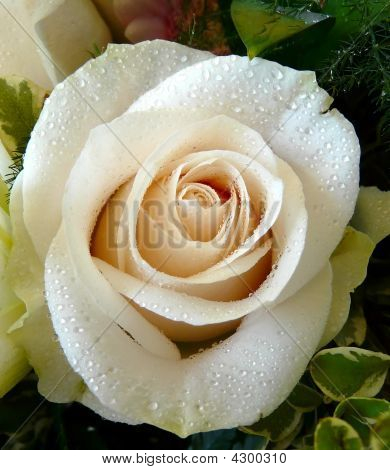 Rose blanche