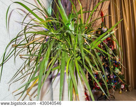 Festive Interior Of The Room With A Dracaena Flower And A Christmas Tree In The Background