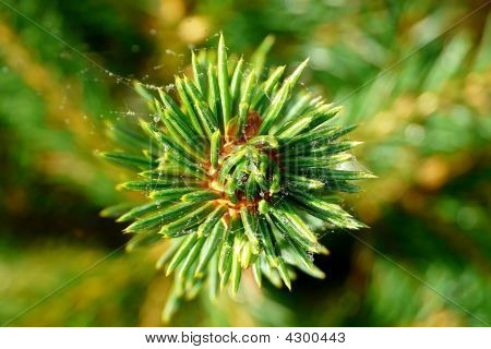 Branche de sapin