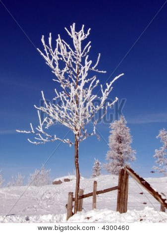Neige et arbre