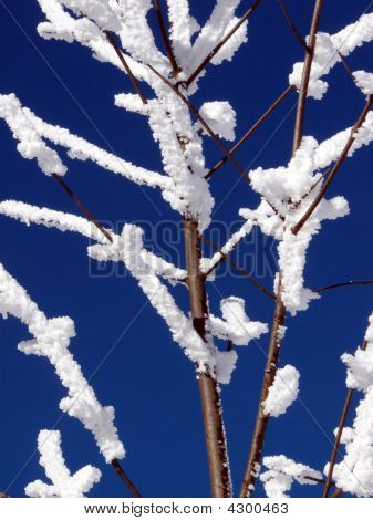 Arbre dans la neige