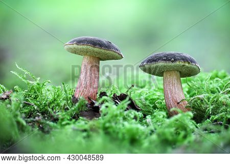 Xerocomellus Chrysenteron Formerly Known As Boletus Chrysenteron Or Xerocomus Chrysenteron In Mos Wi