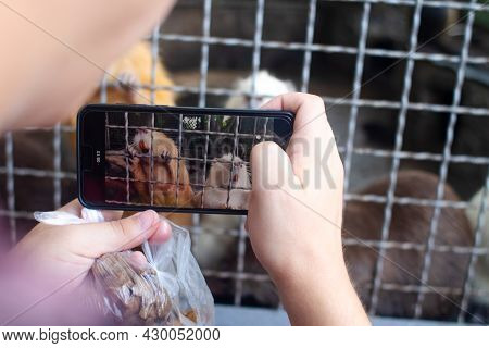 Close-up Of Nutria At Zoo. View From Behind A Cage On Many Big Rat Animals. Yellow Teeth And Claws.