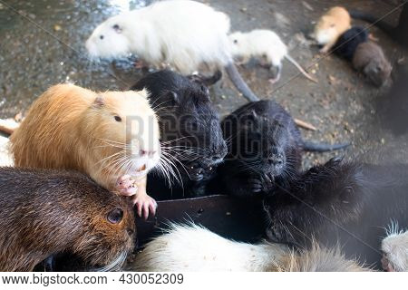Close-up Of Nutria At Zoo. View From Behind A Cage On Many Big Rat Animals. Yellow Teeth And Claws.