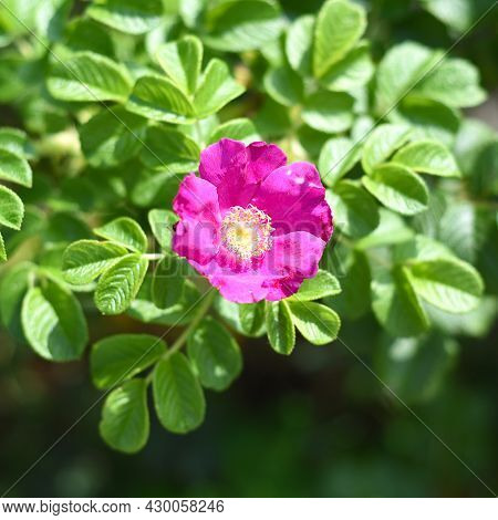 Flowering Bush Of Rose Hip (also Called Rose Haw And Rose Hep)