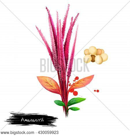 Amaranth Vegetable Isolated On White. Hand Drawn Illustration Of Amaranthus, Cultivated As Leaf Vege