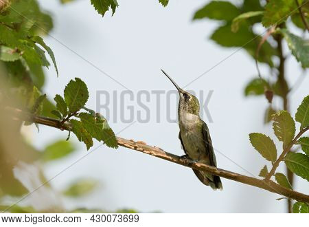Young male Ruby-throated Hummingbird perched on a snall elm twig surrounded by leaves, looking up