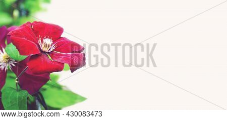 Mothers Day Card Or Background With Red Clematis Flower And Copy Space
